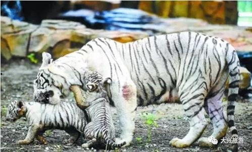 國產白虎一區,探尋東方武俠的傳奇魅力